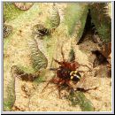 Steatoda phalerata - Kugelspinne 02.jpg